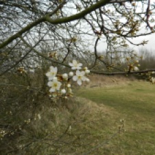 Large blackthorn bush on March 11th this year at the meadows