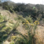 Young gorse plant in Hills & Hollows