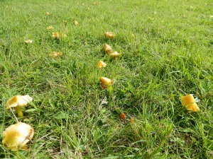 Waxcaps at Bradlaugh Fields