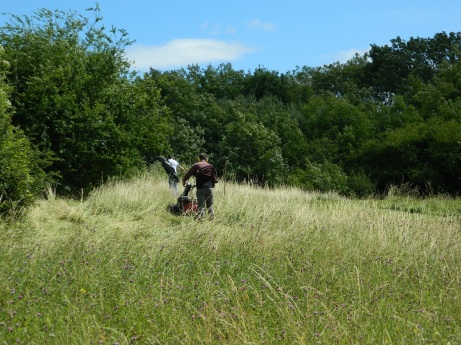 Bradlaugh August cutting hay